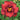 Daylily - Berrylicious