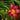 Daylily - Charles Johnston