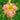 Daylily - Princess Tutu