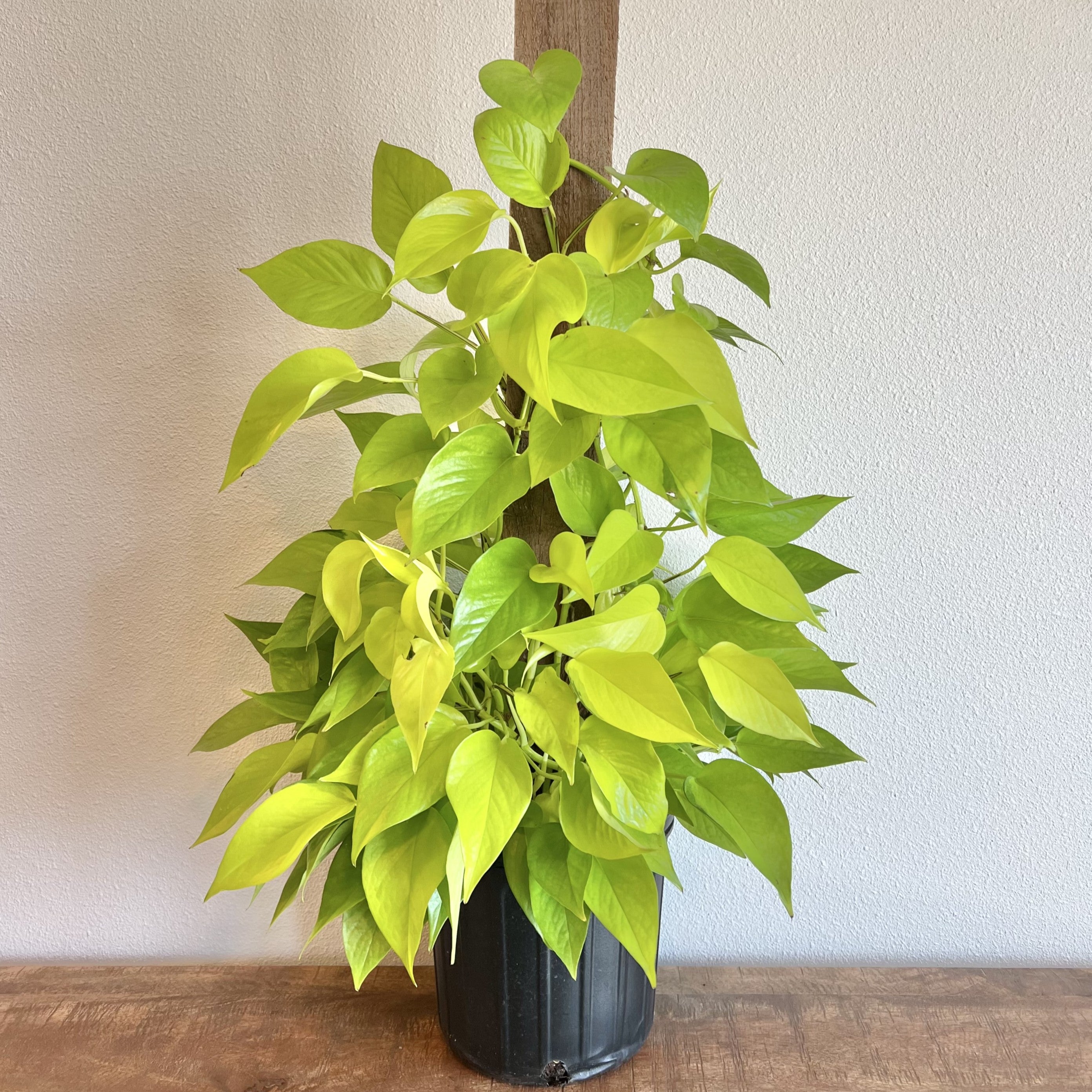 huge neon pothos Pothos