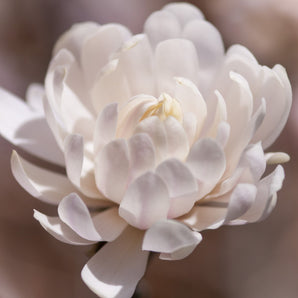 Magnolia - Centennial Blush