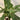 Dracaena - Mass Cane