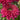 Coneflower - Sunseekers Sweet Fuchsia