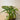 Dieffenbachia - Panther