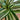 Dracaena - Warneckii Striped