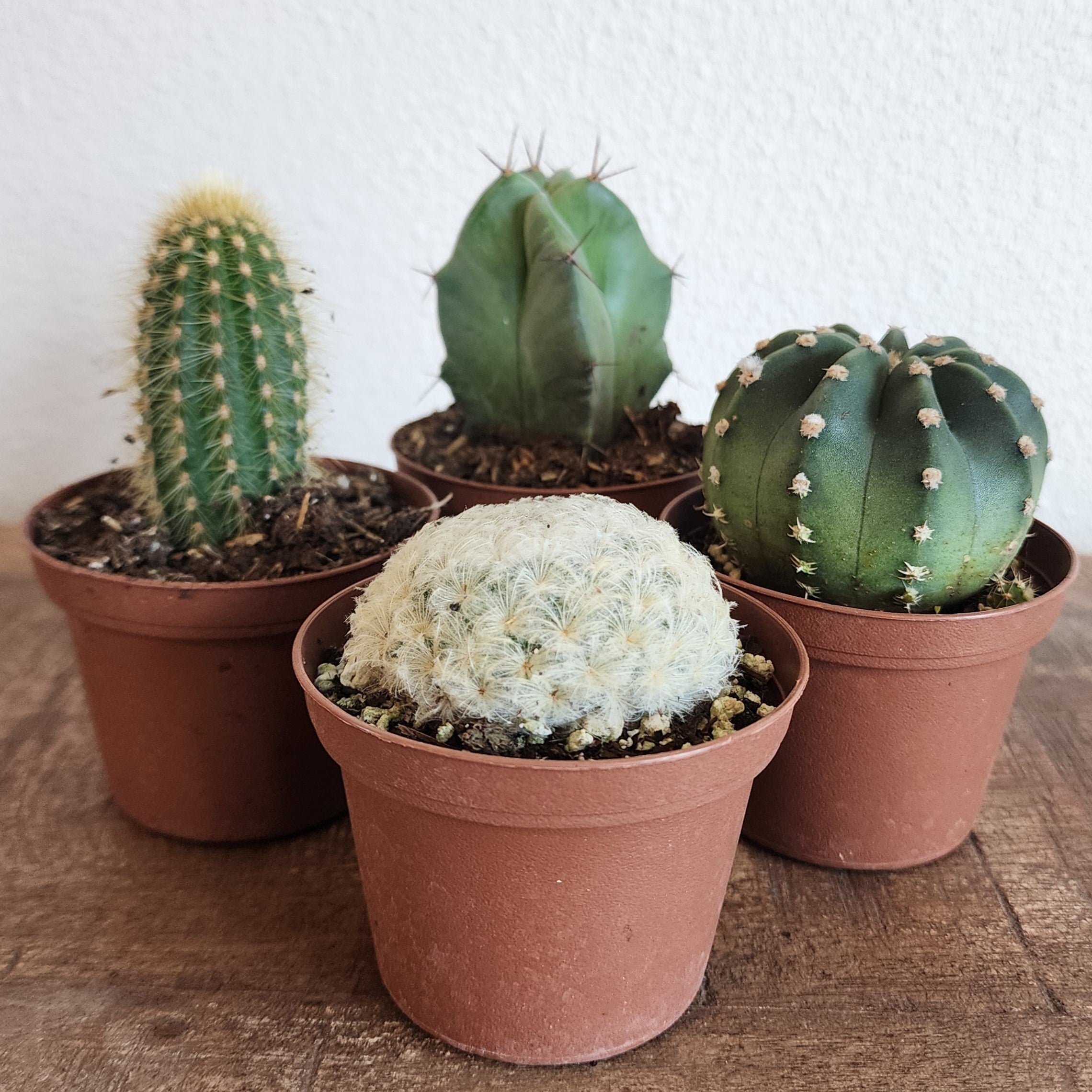 succulents fargo Cactus