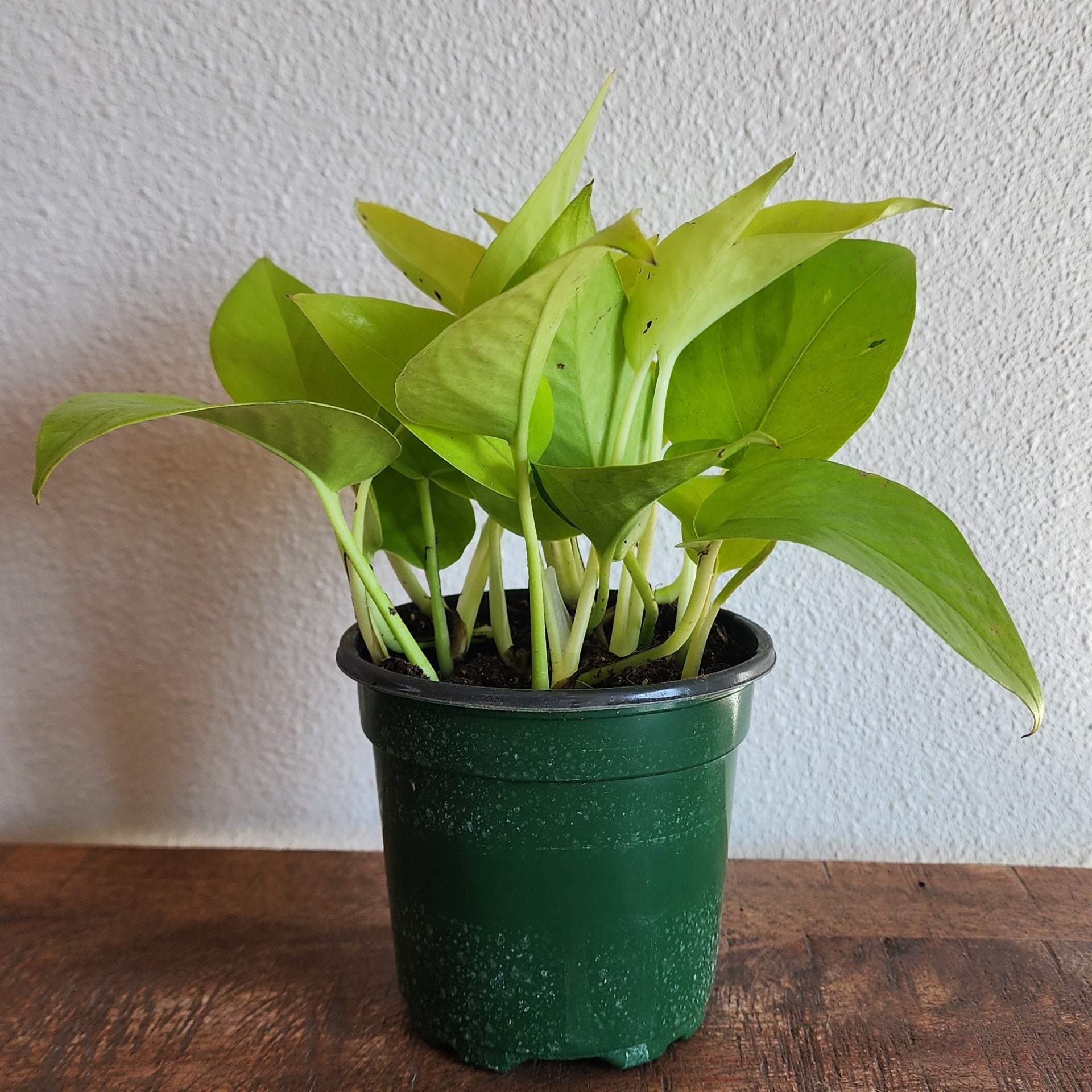 pothos neon cats Pothos