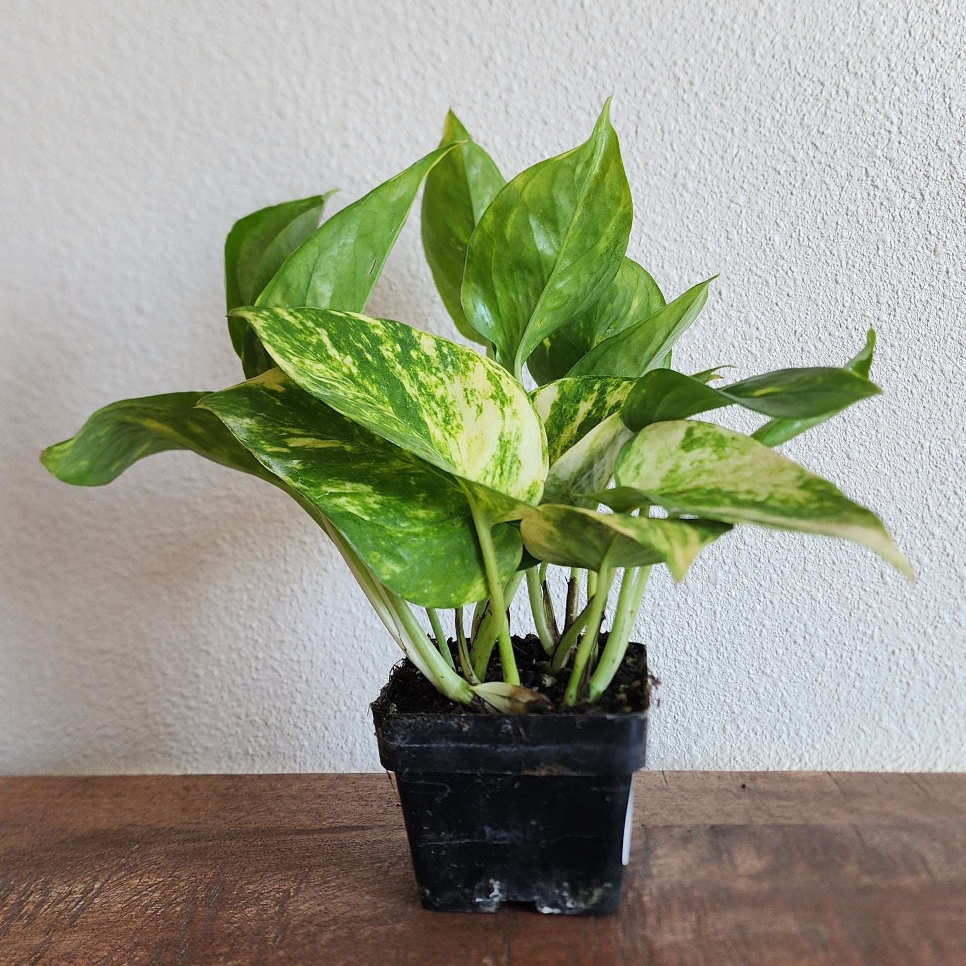 pothos golden wg Pothos