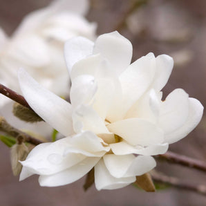 Magnolia - Loe Merrill