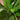 Dracaena - Janet Craig Compacta