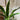 Dracaena - Art