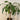 Dracaena - Mass Cane