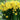 Daffodil - Tete-a-Tete