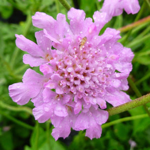 Pincushion - Flutter Rose Pink