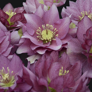 Lenten Rose - Wedding Party Maid of Honor