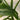 Dieffenbachia - Cougar