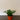 Dracaena - Janet Craig Compacta
