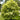 Maple - Variegated Norway