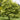 Maple - Variegated Norway