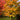 Maple - Emerald Lustre