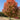 Maple - Sugar