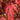 Maple - Firefall