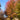 Maple - Autumn Blaze