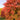 Maple - Sienna Glen
