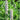 Anise Hyssop - Giant