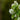 Serviceberry - Standing Ovation