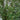 Serviceberry - Standing Ovation