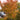 Serviceberry Tree - Autumn Brilliance