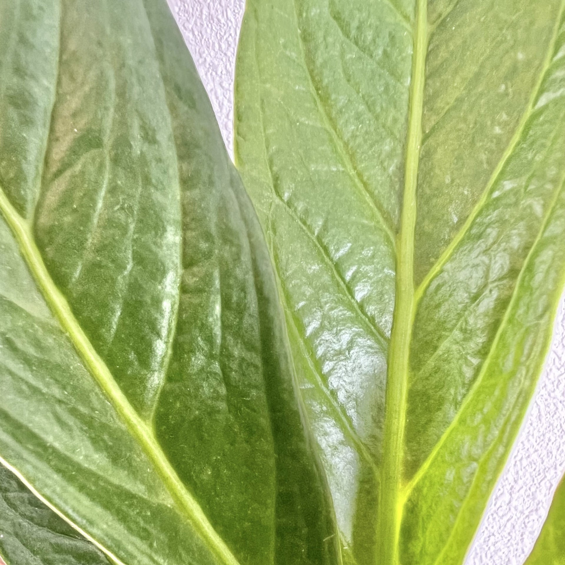 anthurium cobra mature Anthurium