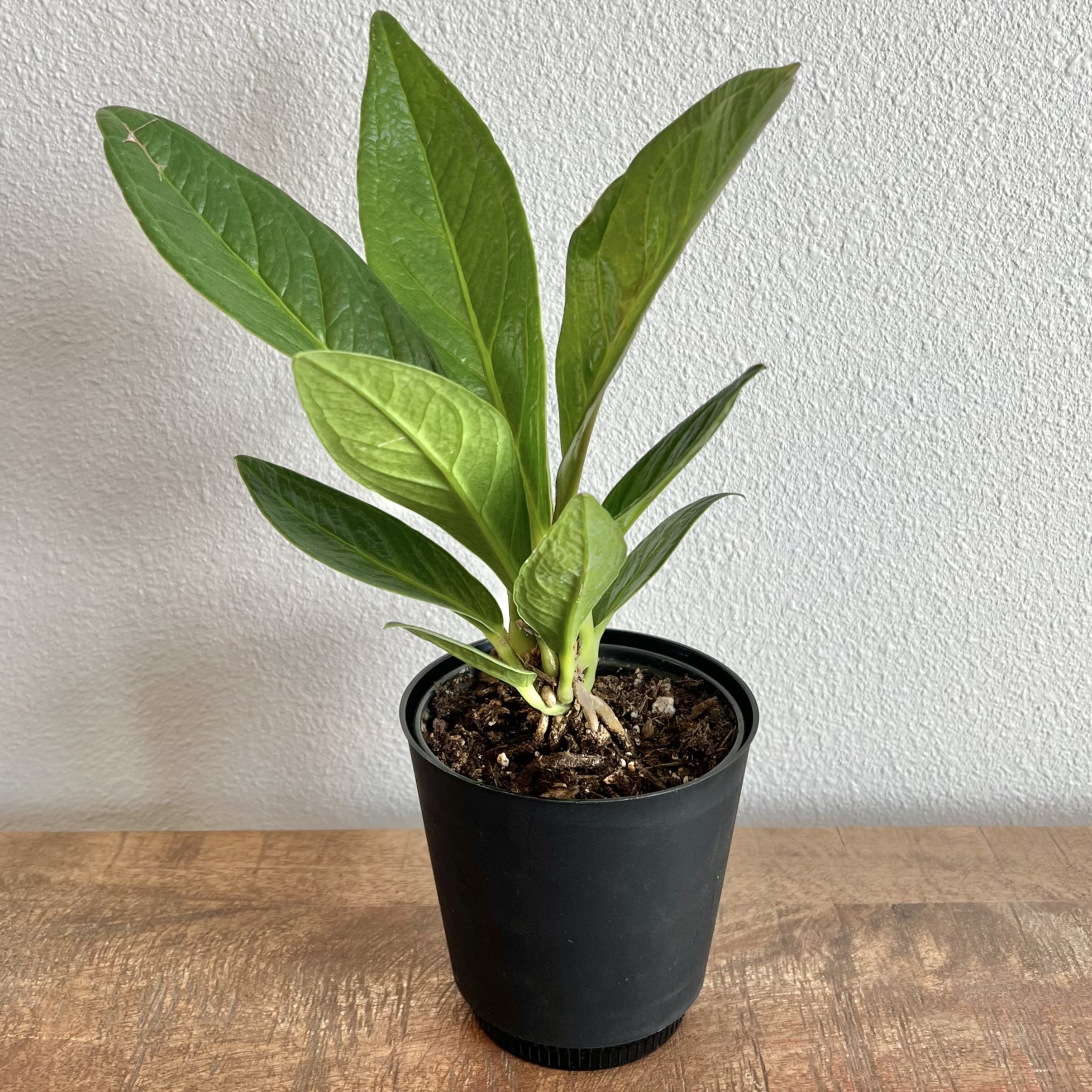 anthurium kobra Anthurium