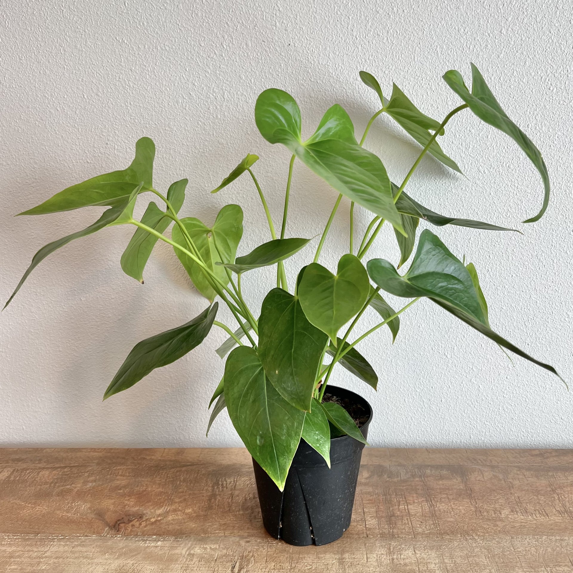 Anthurium