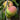 Apple - Dwarf Zestar