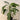 Dieffenbachia - Cougar