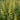 Baptisia - American Goldfinch