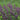 Baptisia - Baptisia Burgundy