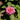 Beebalm - Bee-You Bee-Lieve