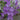 Bellflower - Birch Hybrid