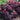 Barberry - Concorde
