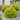 Barberry - Limoncello
