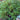 Boxwood - Chicagoland Green