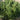 Boxwood - Green Mountain