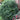Boxwood - Green Mountain