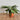 Calathea - Rattlesnake