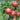 Crabapple - Chestnut
