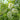 Chokecherry