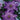 Clematis - Crystal Fountain Regal